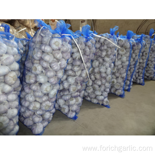 Normal White Garlic New Fresh